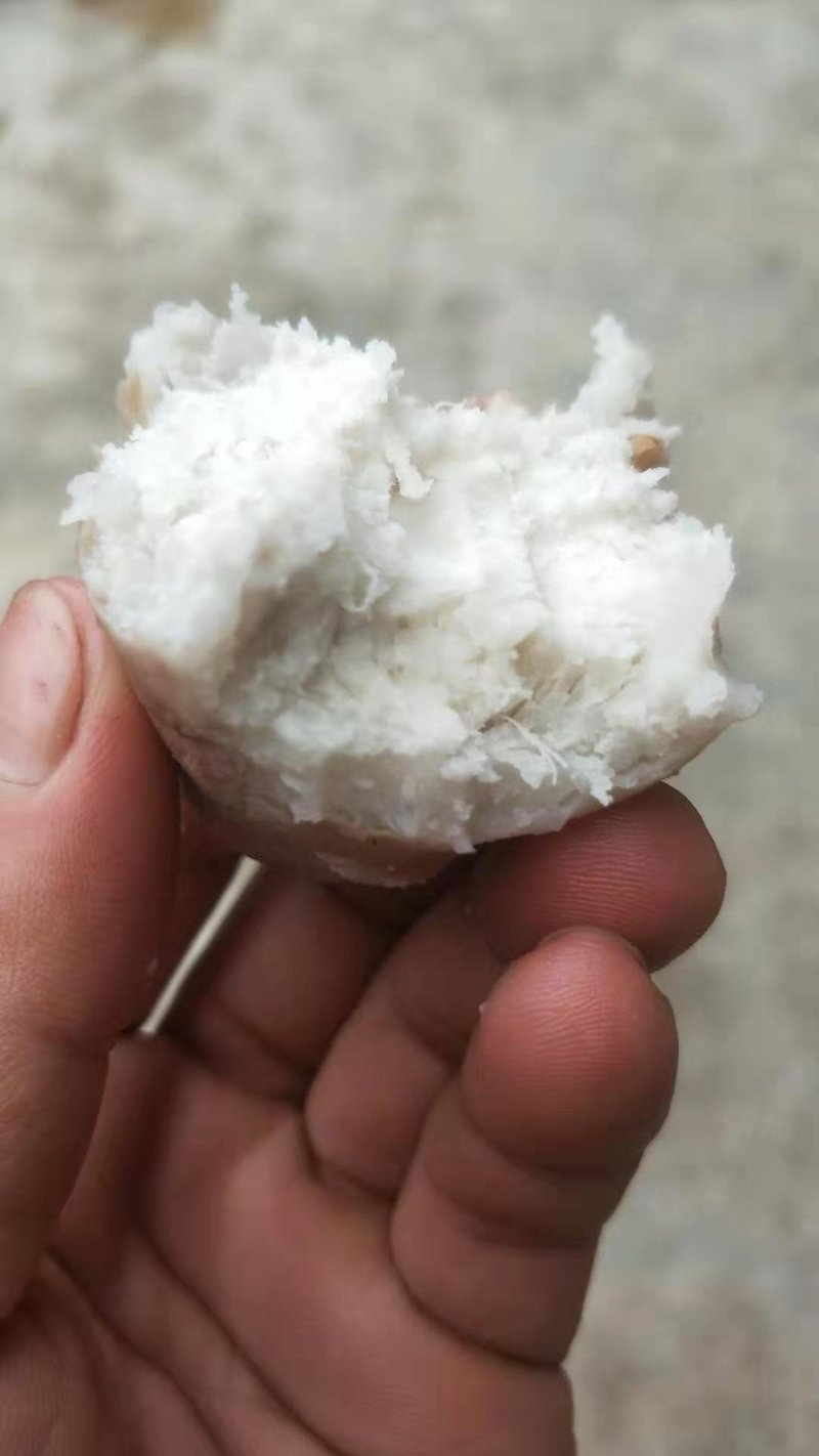 红牙芋粉芋本地红牙芋连州红牙芋