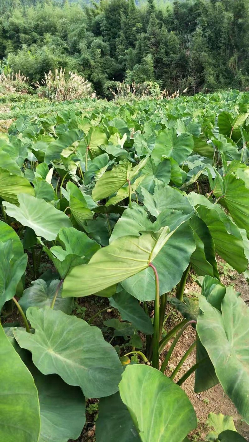 红牙芋粉芋本地红牙芋连州红牙芋