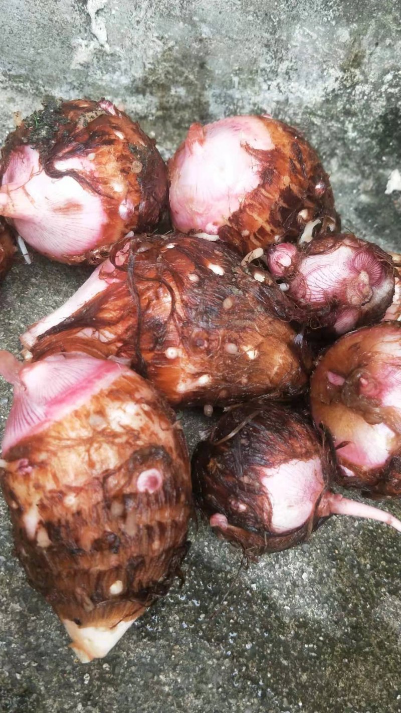 红牙芋粉芋本地红牙芋连州红牙芋