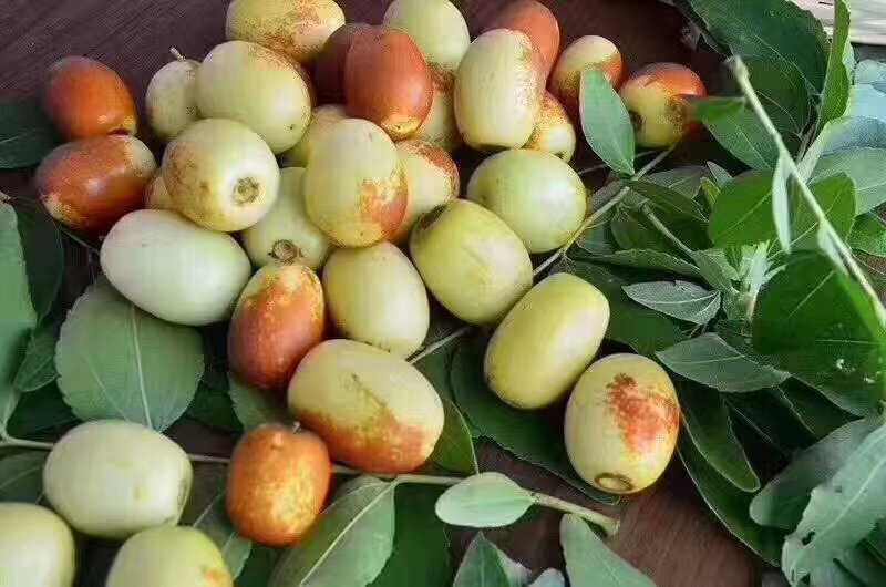 云南蒙自金丝蜜枣，七月中上市