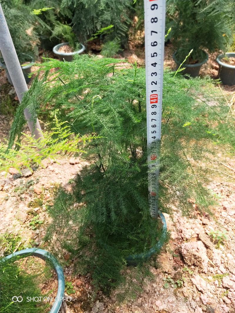 文竹盆栽文竹种苗地栽苗高15到20厘米福建漳州文竹基地