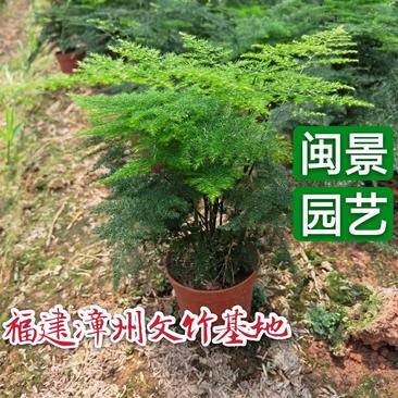 文竹盆栽文竹种苗地栽苗高15到20厘米福建漳州文竹基地