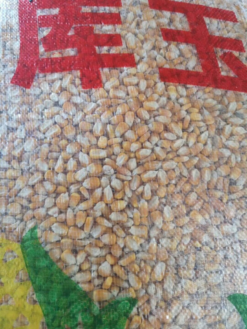 玉米