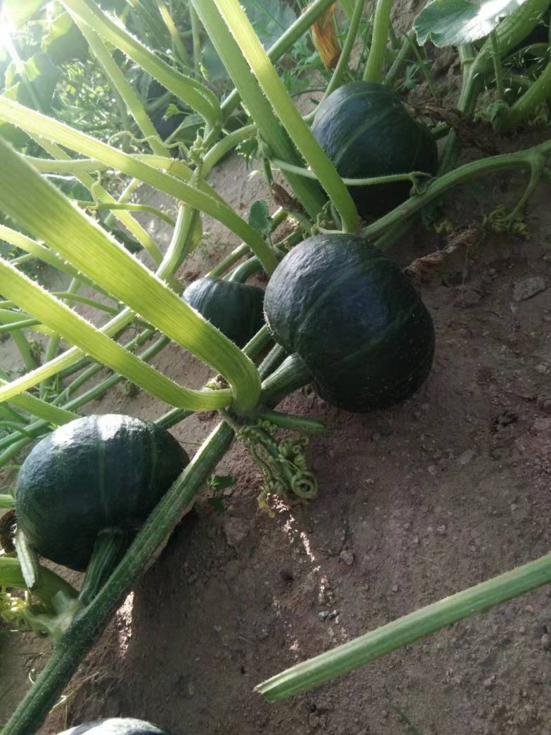 内蒙古贝贝南瓜专业供货量大质量保证品质好