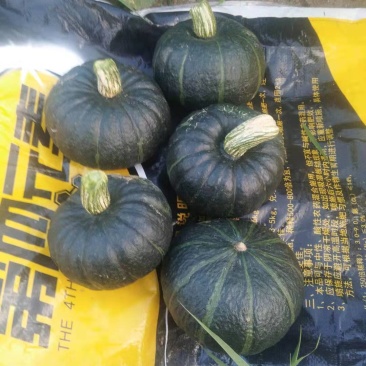 内蒙古贝贝南瓜大量上市中口感劲道，甜度高，耐运