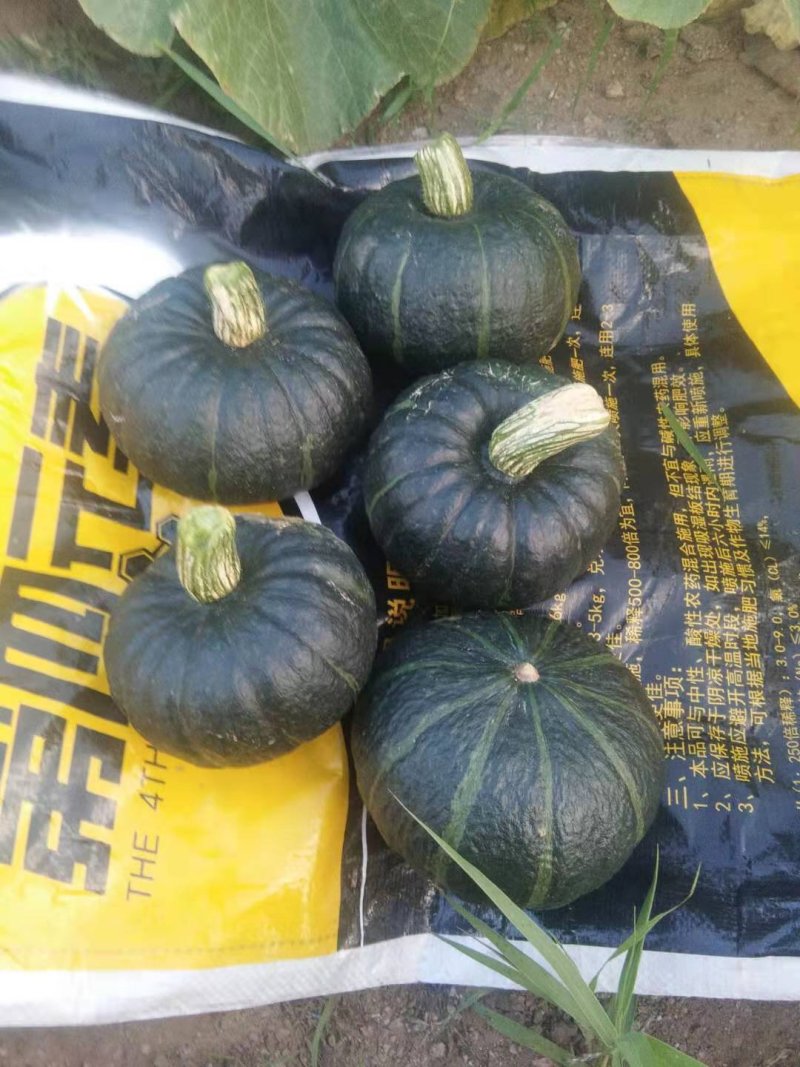内蒙古贝贝南瓜大量上市中口感劲道，甜度高，耐运