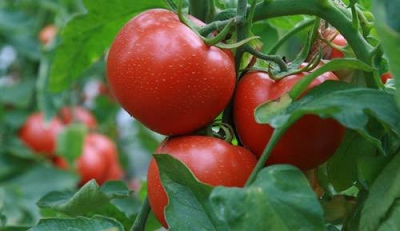 山西壶关南湖杰腾种植农业合作社