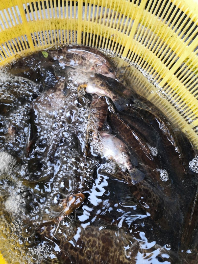 野生黑桂鱼，1斤—30斤野生湘西土鲶鱼