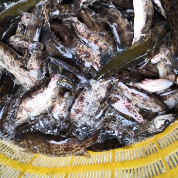 野生黑桂鱼，1斤—30斤野生湘西土鲶鱼