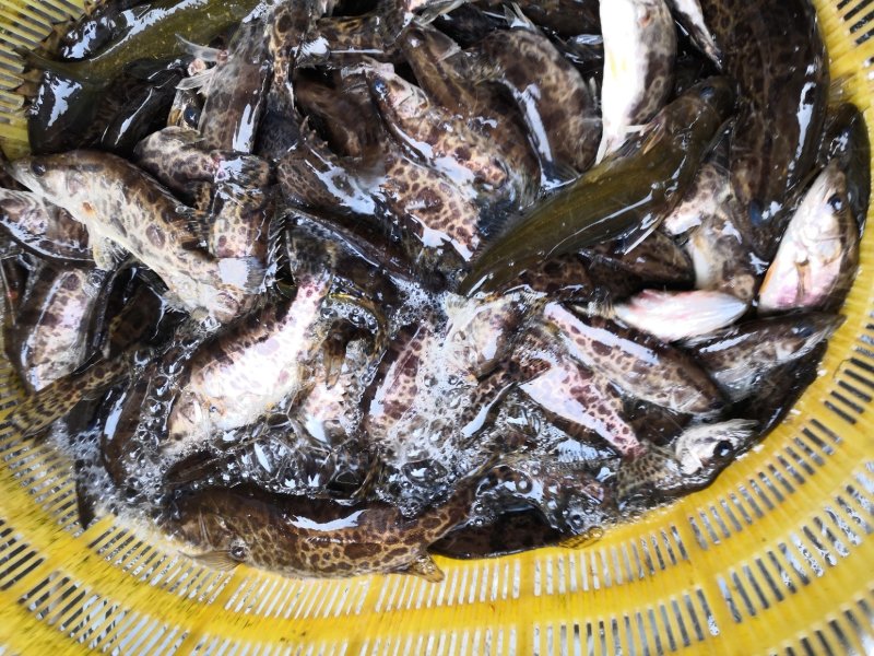 野生黑桂鱼，1斤—30斤野生湘西土鲶鱼