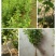 金银花苗河北金银花苗木摘花，绿化，盆景/量大价优