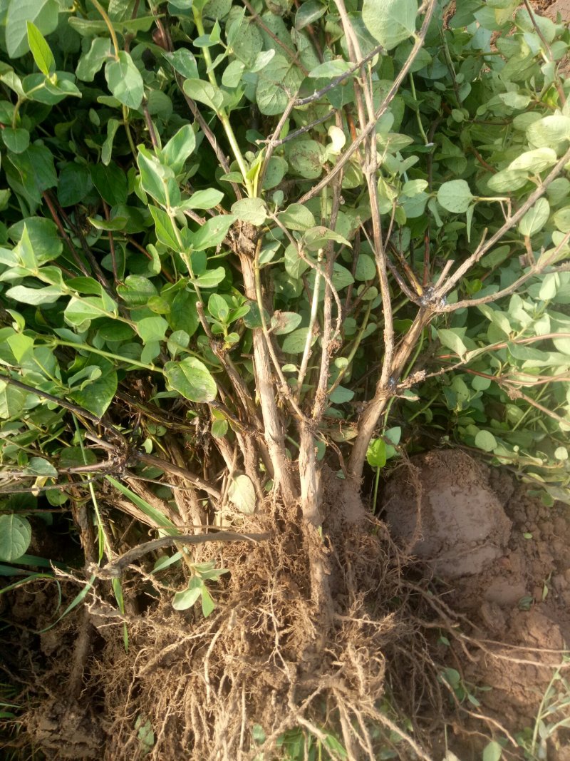 金银花苗河北金银花苗木摘花，绿化，盆景/量大价优