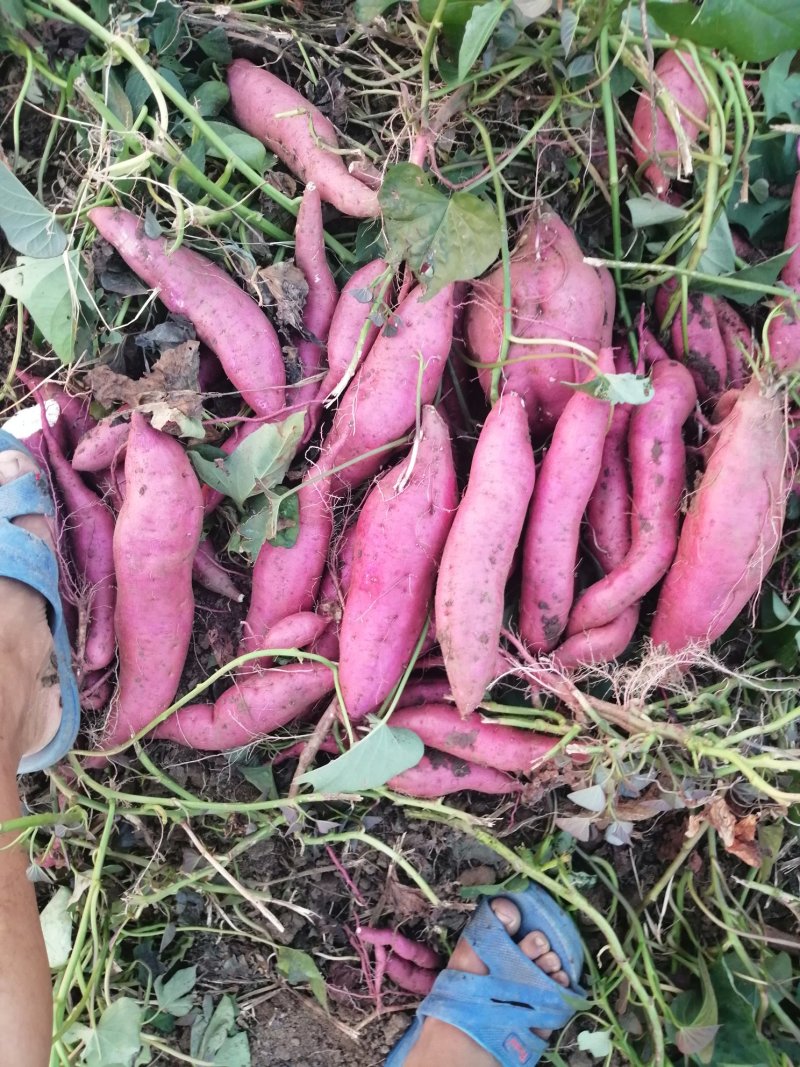 商薯19牛奶红薯打粉加工厂大量供应产地货源基地直供