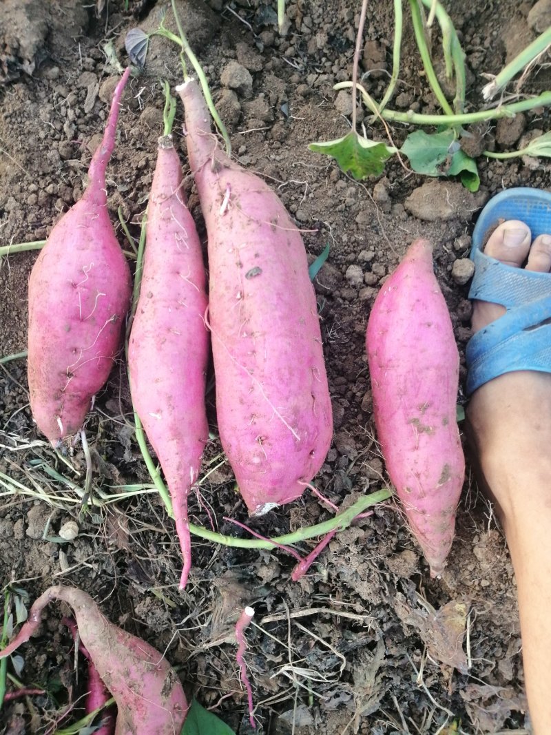 商薯19牛奶红薯打粉加工厂大量供应产地货源基地直供