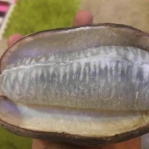 重庆薄皮纯甜优质八月瓜基地