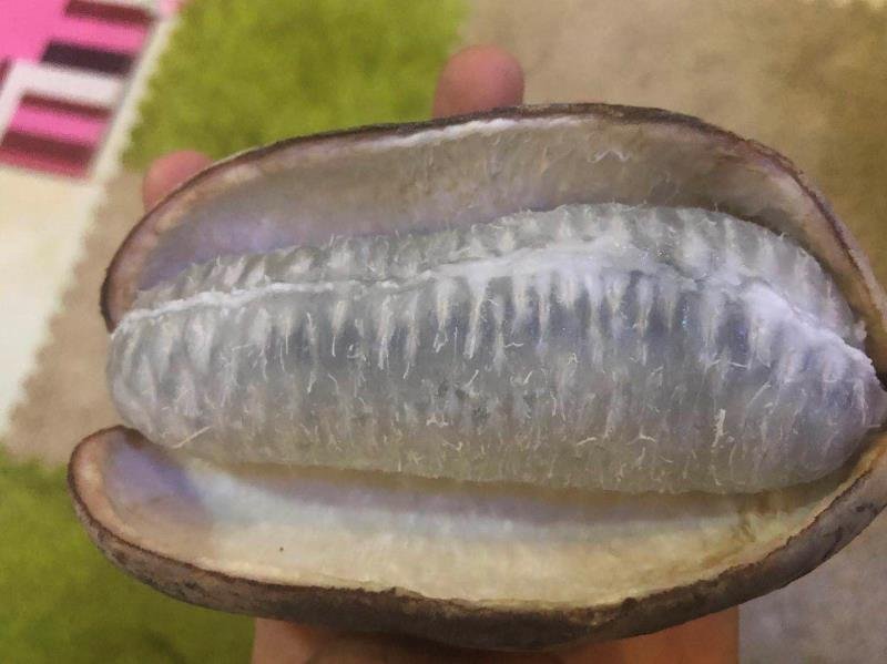重庆薄皮纯甜优质八月瓜基地