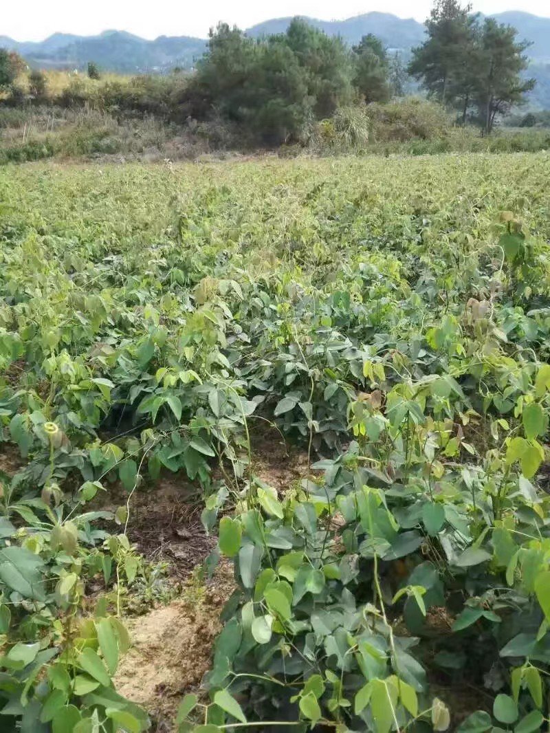 重庆薄皮纯甜优质八月瓜基地