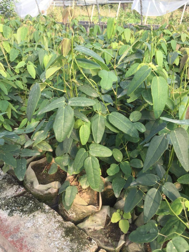 重庆薄皮纯甜优质八月瓜基地