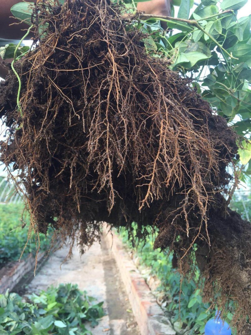 重庆薄皮纯甜优质八月瓜基地