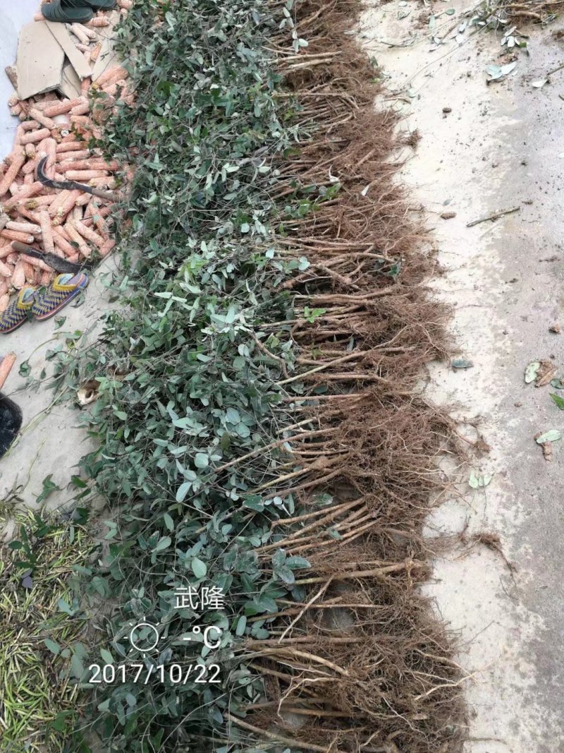 重庆薄皮纯甜优质八月瓜基地