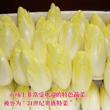 娃娃菜软化菊苣种子红结球菊苣种子菊苣种子玉兰菜种子包心菜