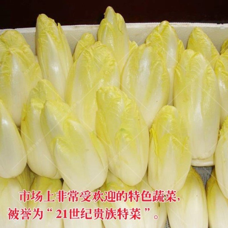 娃娃菜软化菊苣种子红结球菊苣种子菊苣种子玉兰菜种子包心菜