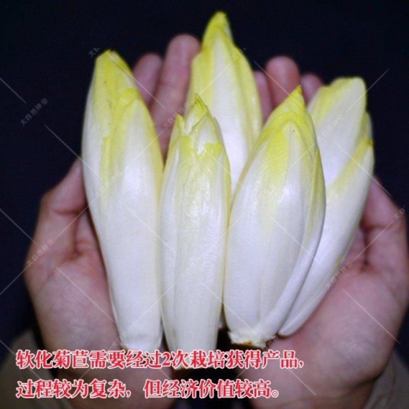 娃娃菜软化菊苣种子红结球菊苣种子菊苣种子玉兰菜种子包心菜