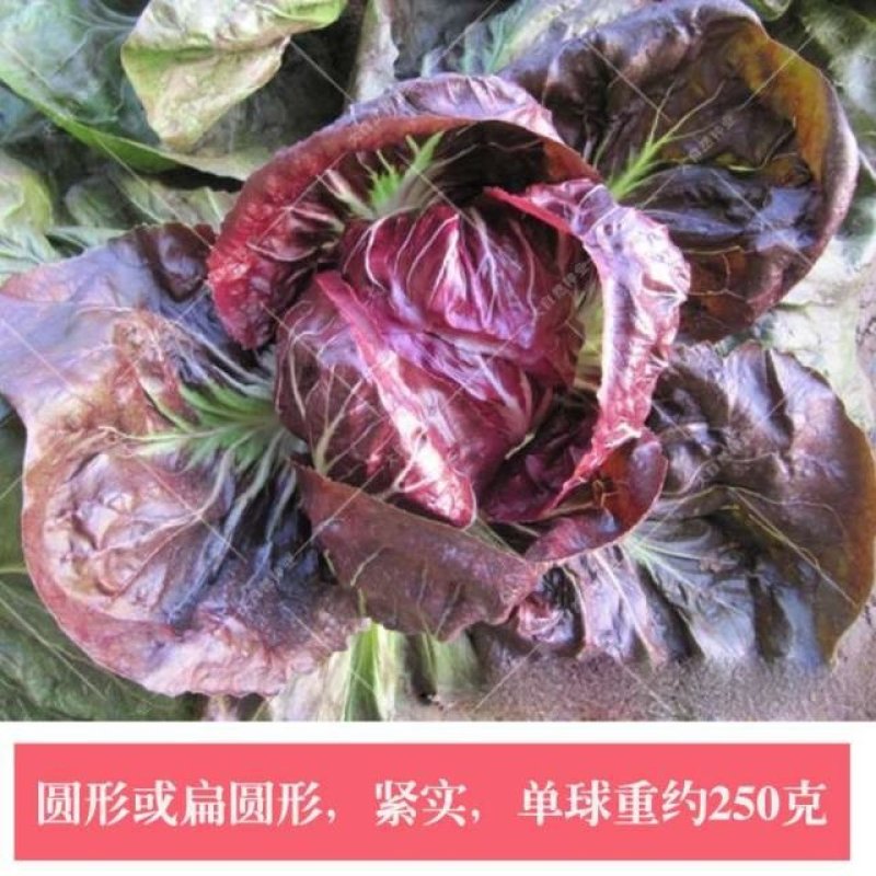 娃娃菜软化菊苣种子红结球菊苣种子菊苣种子玉兰菜种子包心菜