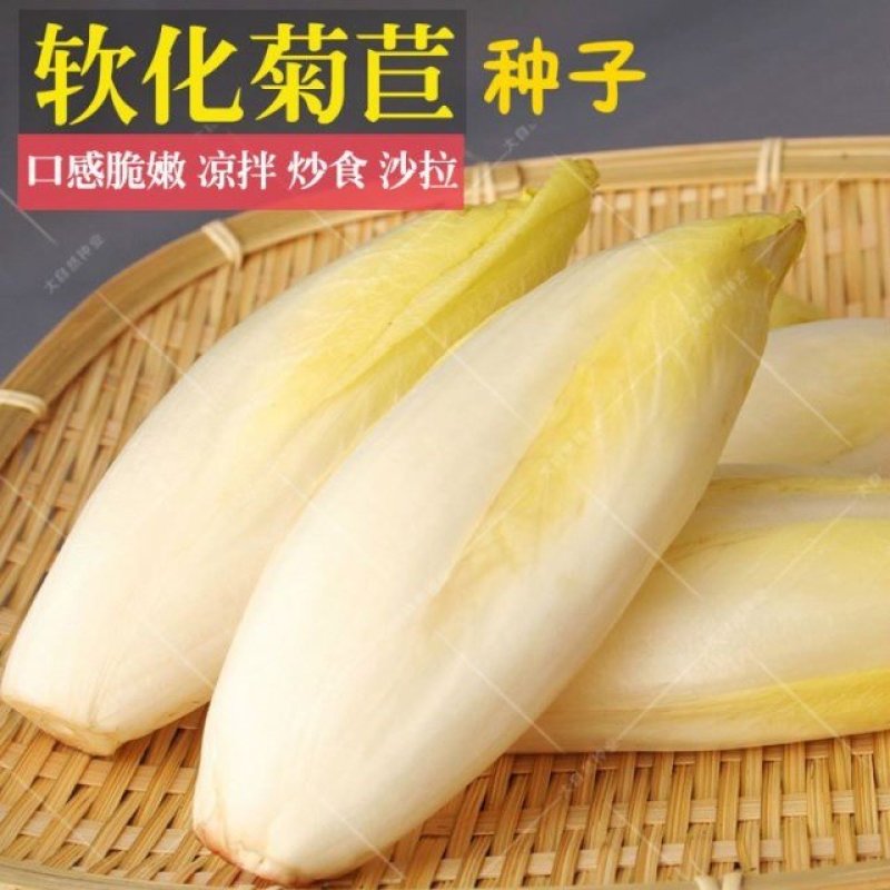 娃娃菜软化菊苣种子红结球菊苣种子菊苣种子玉兰菜种子包心菜