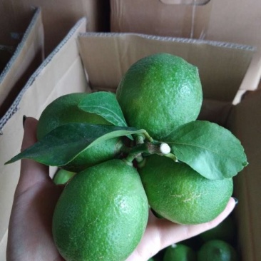 尤力克柠檬