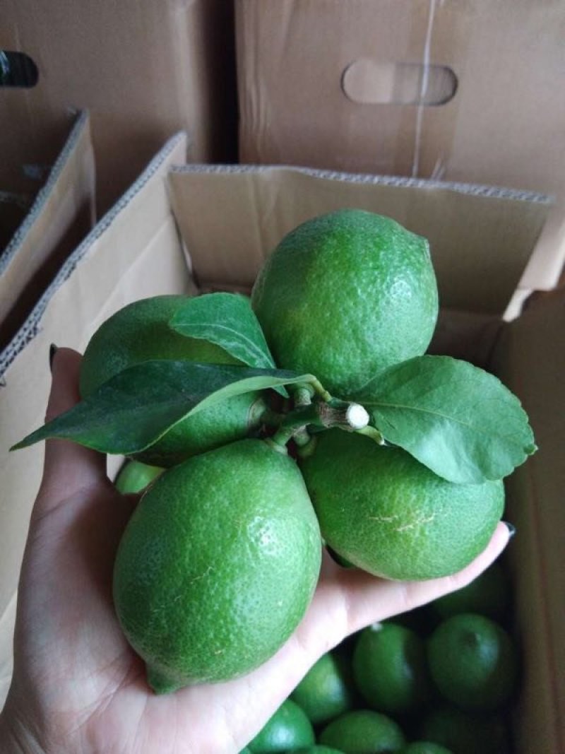 尤力克柠檬