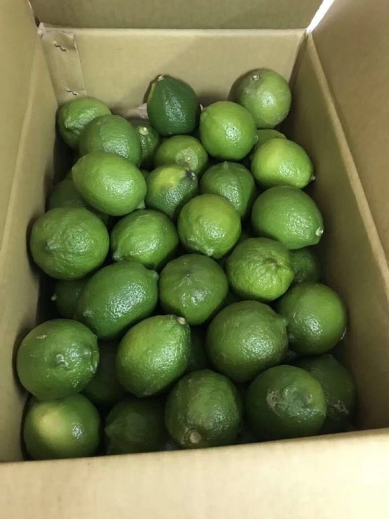 尤力克柠檬
