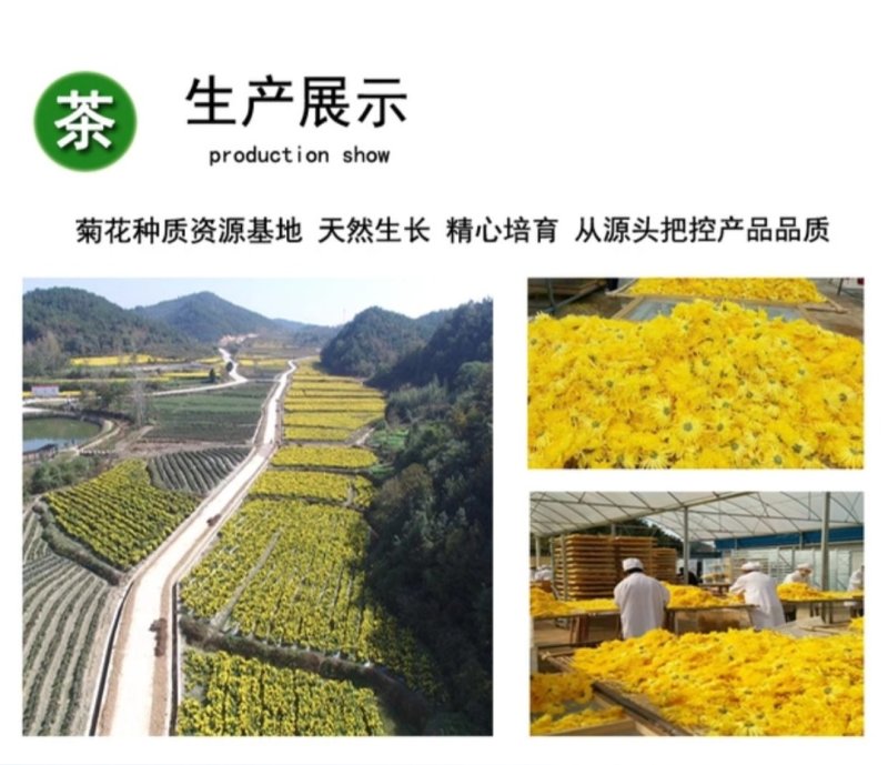 大自然金丝皇菊罐装菊茶50朵