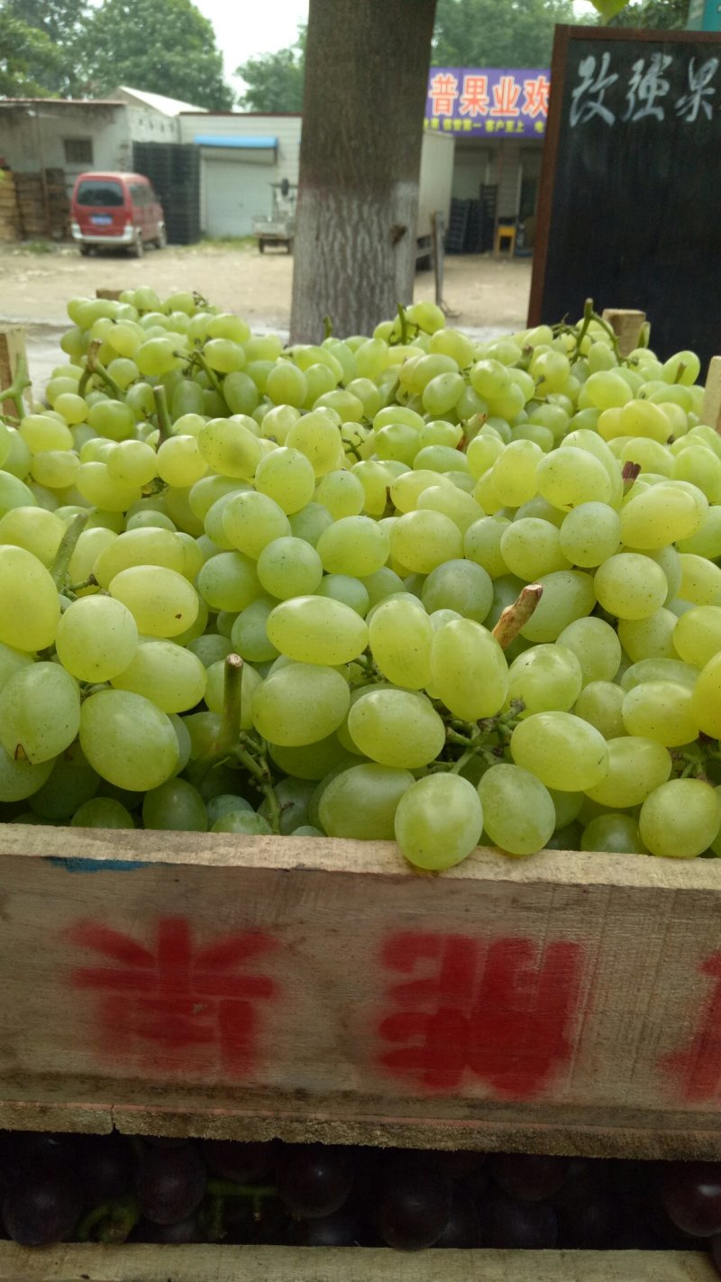 河北葡萄维多利亚葡萄规格齐全支持视频看货欢迎咨