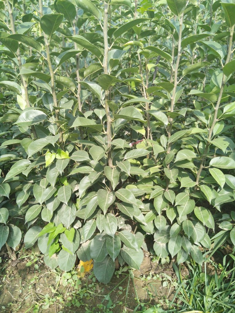 新梨七号苗木大量出售，奥红一号（全红）玉露香，秋月，基地