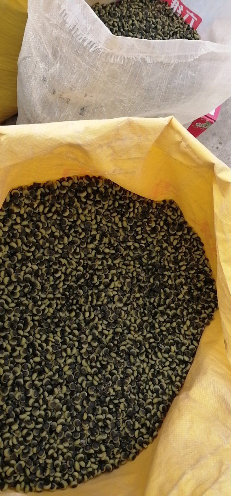 非转大豆，高蛋白大豆，黑豆，豆浆豆，豆豉豆，豆种
