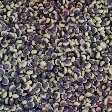 非转大豆，高蛋白大豆，黑豆，豆浆豆，豆豉豆，豆种