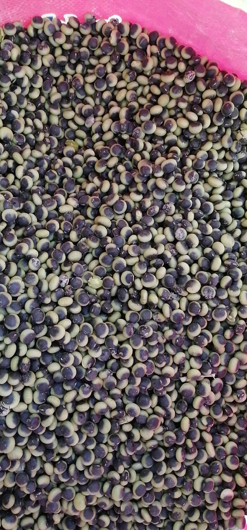 非转大豆，高蛋白大豆，黑豆，豆浆豆，豆豉豆，豆种