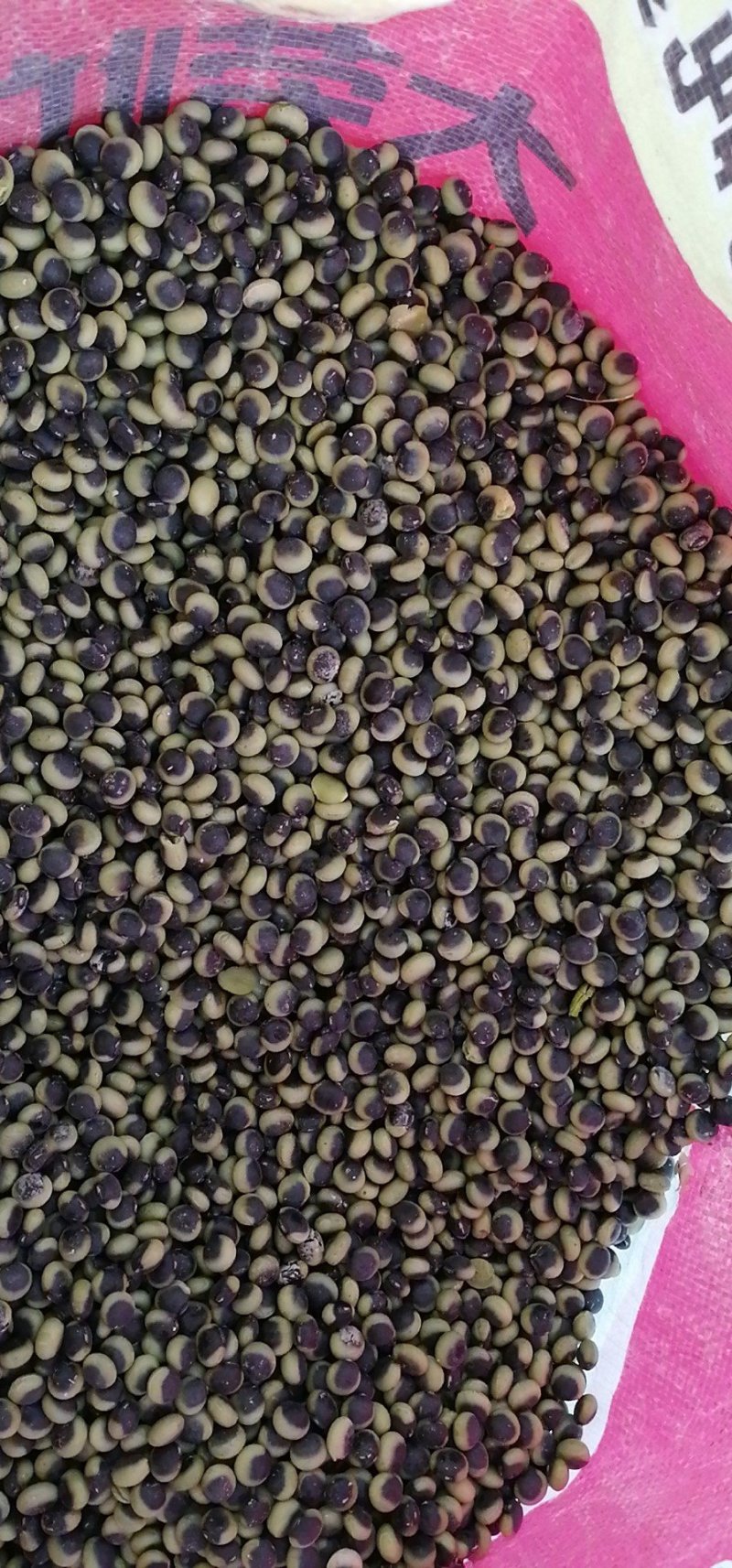 非转大豆，高蛋白大豆，黑豆，豆浆豆，豆豉豆，豆种