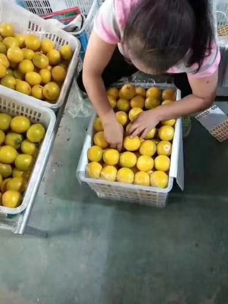 特早蜜橘大分四号产地按需采摘品质三包售前有服务售后有保障