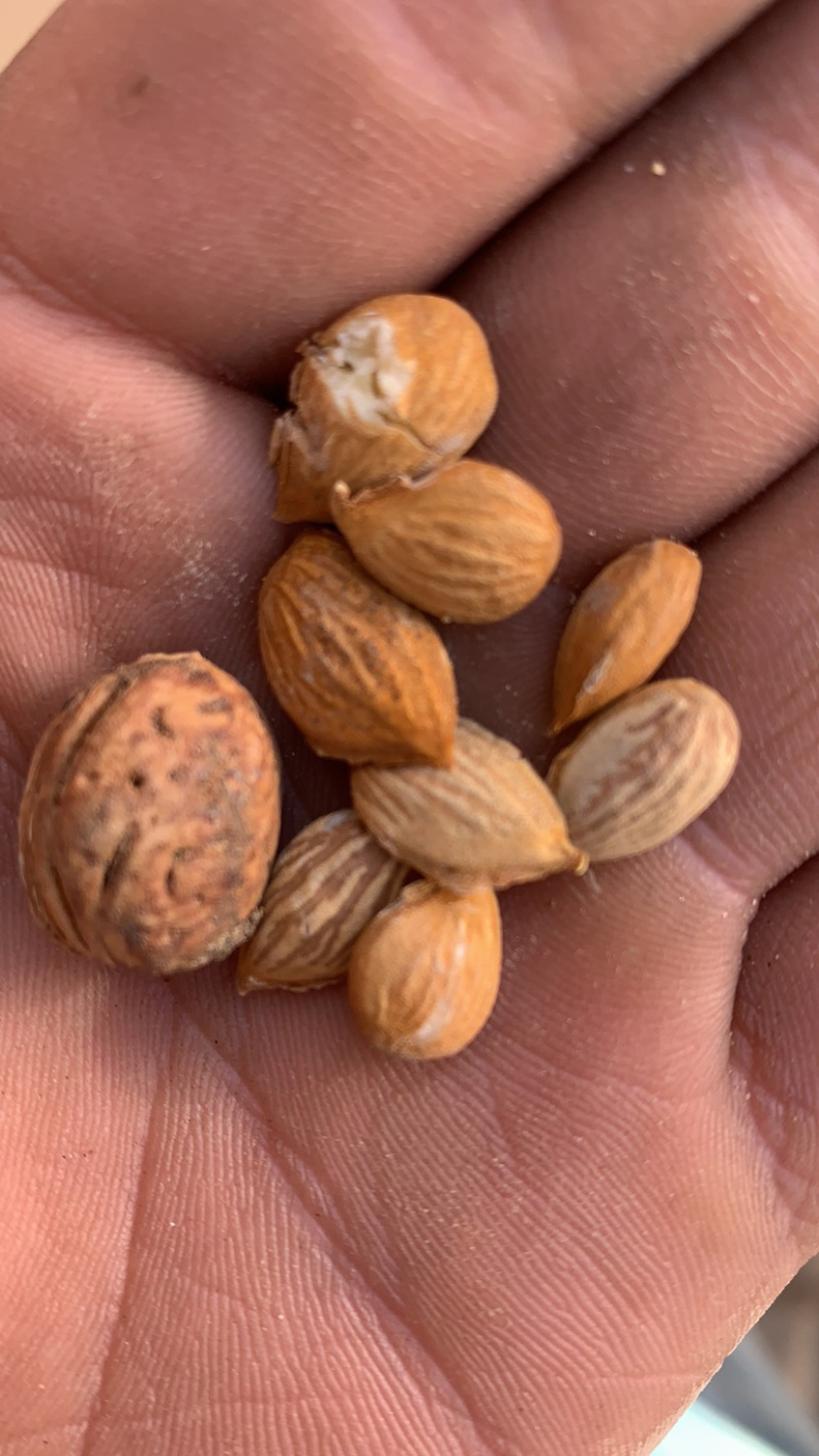 山桃核质量保证，欢迎采购，价格优惠，视频看货