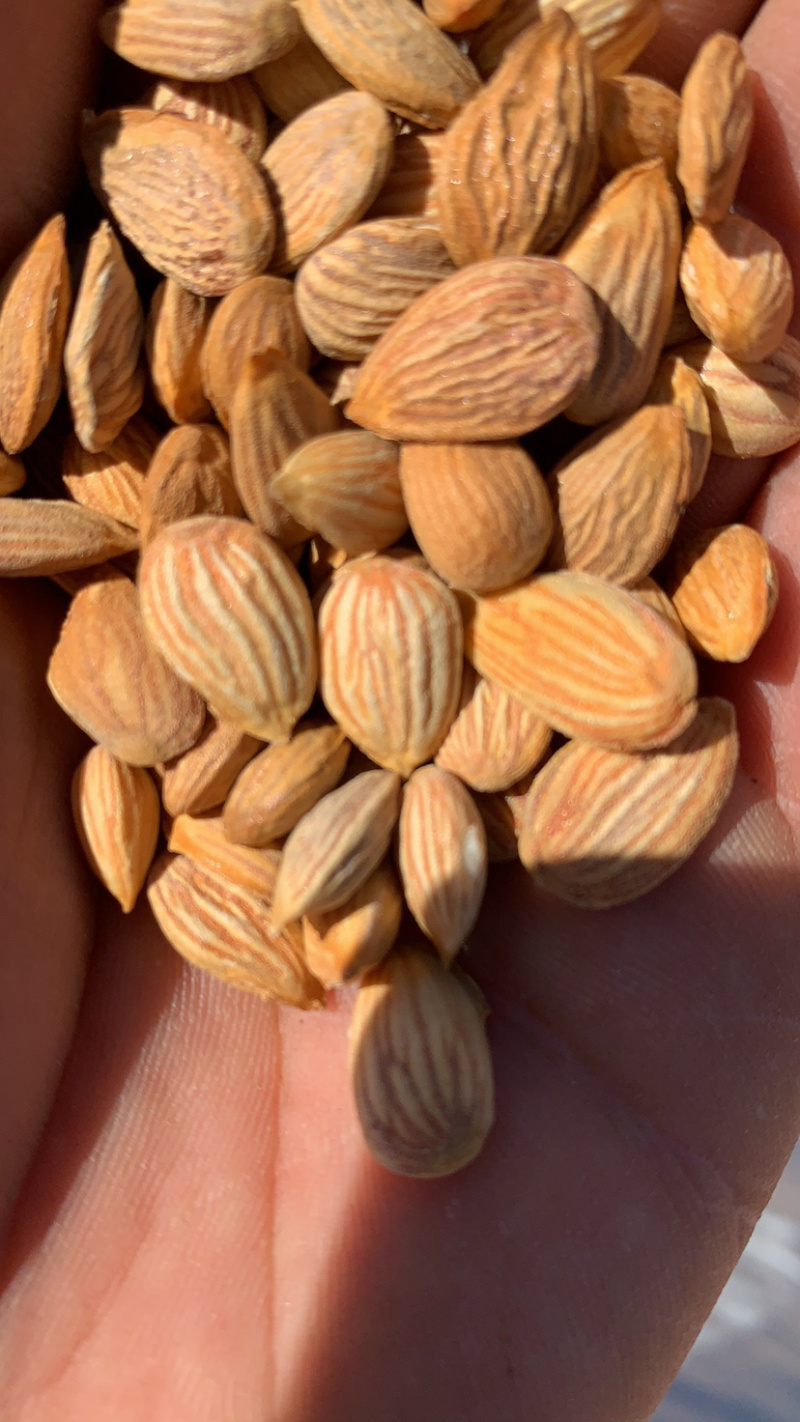 山桃核质量保证，欢迎采购，价格优惠，视频看货