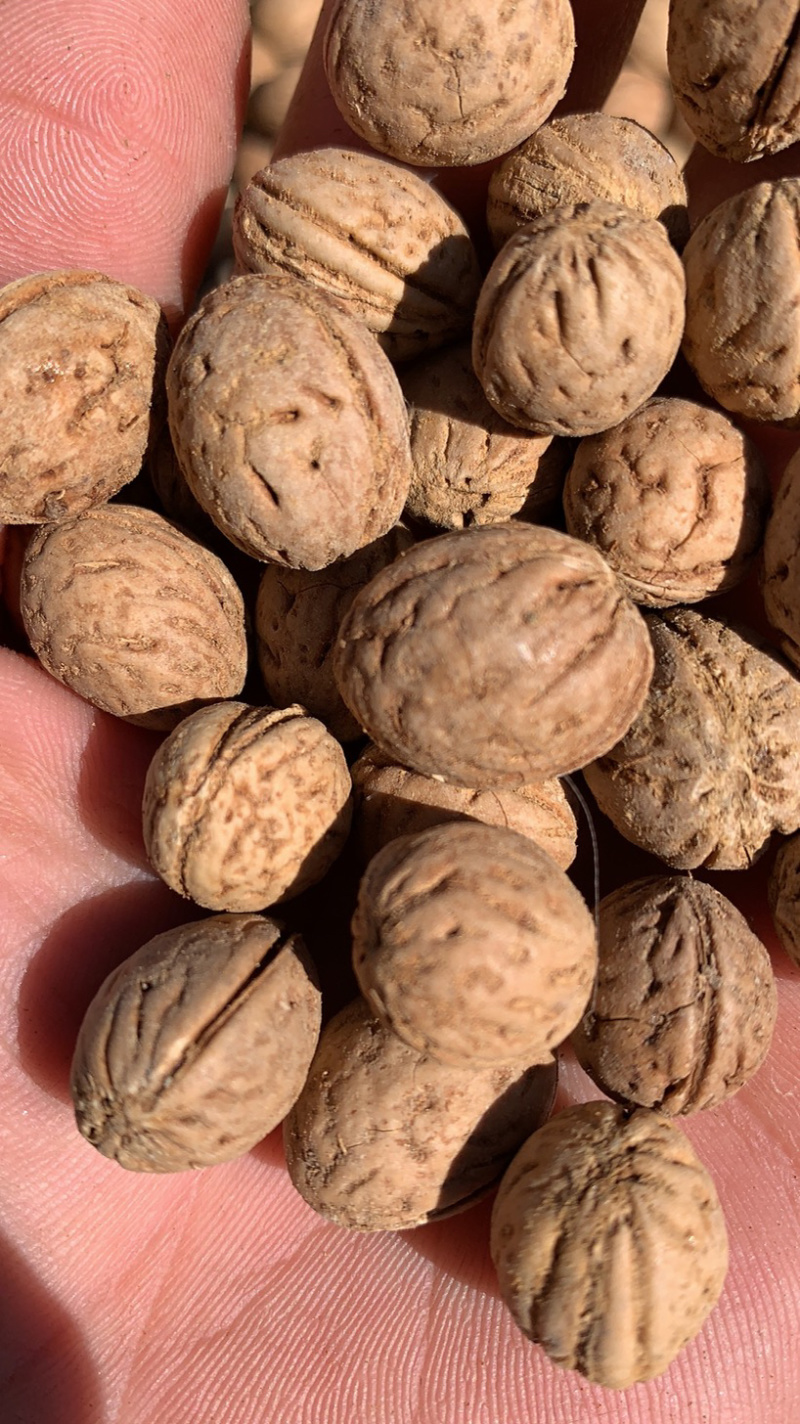 山桃核质量保证，欢迎采购，价格优惠，视频看货