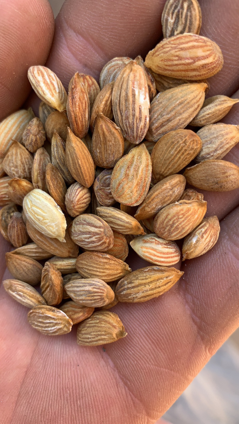 山桃核质量保证，欢迎采购，价格优惠，视频看货