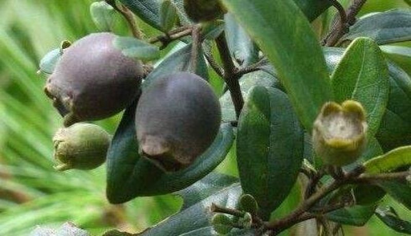 24年新上市广西桃金娘鲜果干果山埝子食用泡酒甘醇润喉