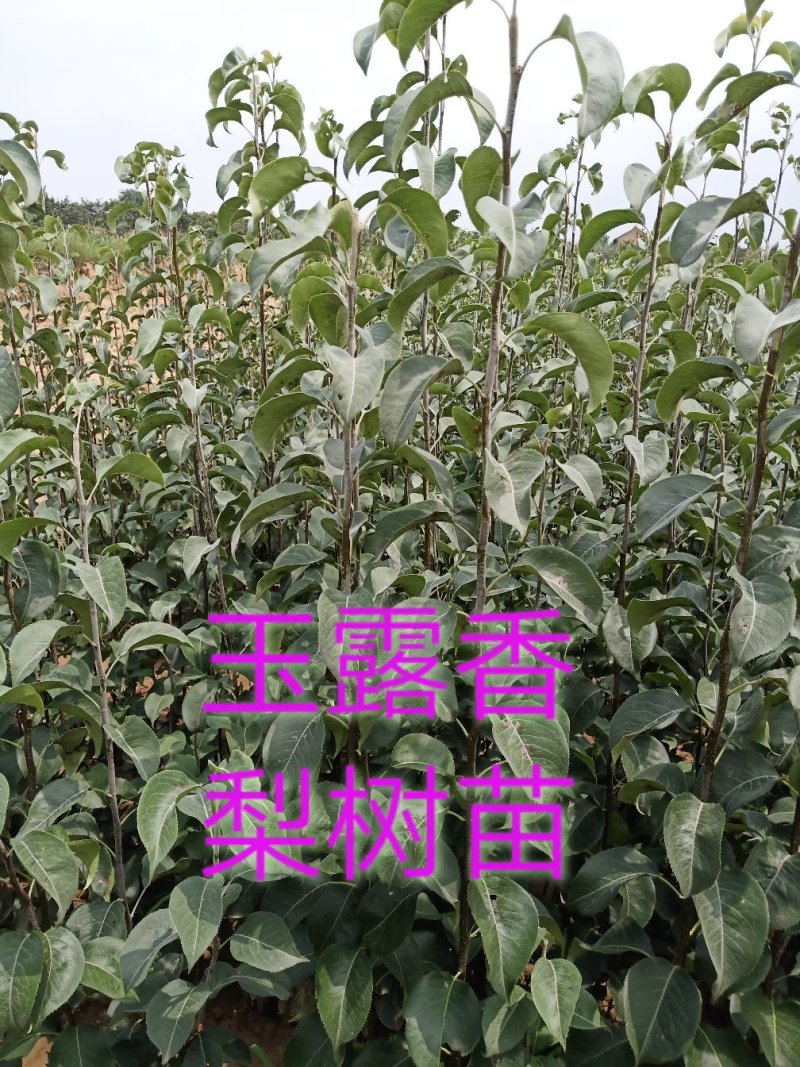 山西玉露香梨树苗包邮保成活非山东河南陕西苗