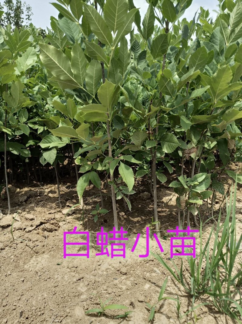 山西白蜡小苗特价处理1年生2年生非山东河南陕西苗