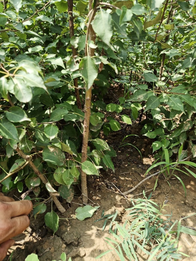 山西杜梨苗一年苗2年苗3年苗基地大量批发包邮