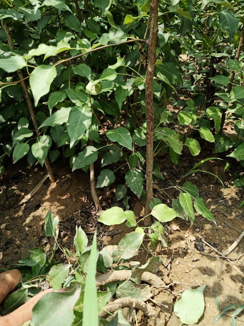 山西杜梨苗一年苗2年苗3年苗基地大量批发包邮