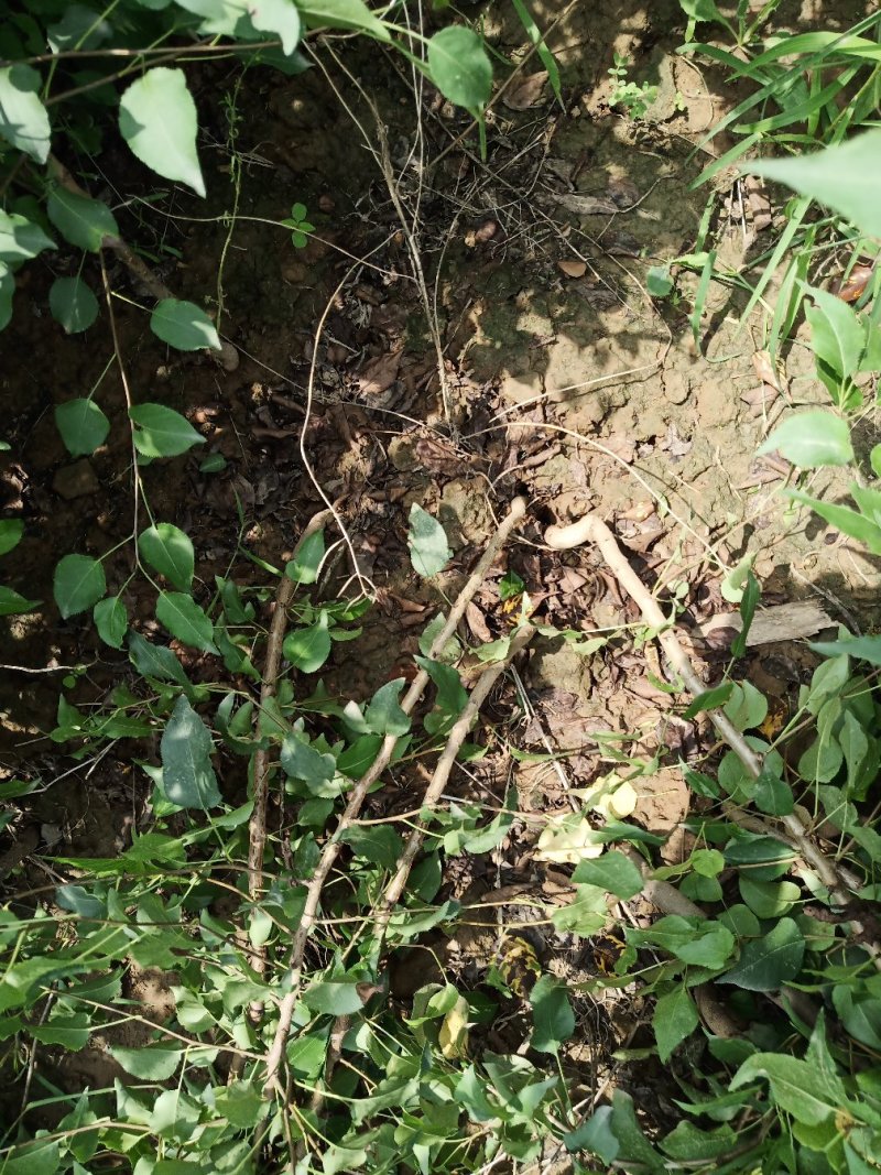 山西杜梨苗一年苗2年苗3年苗基地大量批发包邮